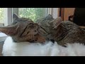 Tashi video