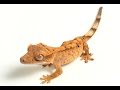 Ресничный геккон–бананоед. Содержание экзотической ящерицы в террариуме