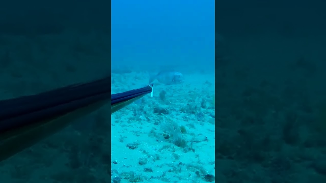 urta capturada a -32 metros por Jesús Jiménez Reyes 