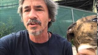 Reactive Dogs Have Status Issues