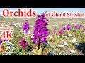 Orchids of land sweden