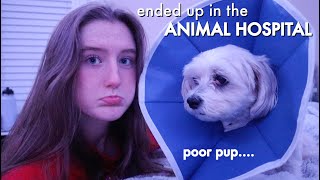 how did we end up in the ANIMAL HOSPITAL | VLOGMAS DAY 14