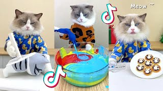 That Little Puff | Cats Make Food 😻 | Kitty God & Others | TikTok 2024 #78