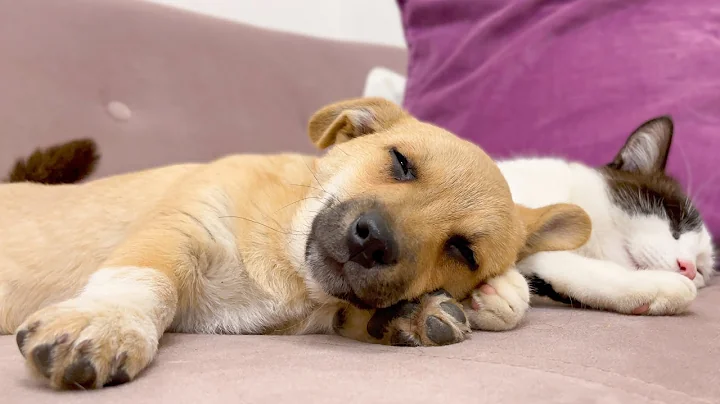 Video 10559461: cute cat falls, funniest cutest cats, enjoy cutest cat, cat first