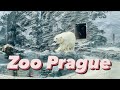 Prague🇨🇿Zoo Praha |4k| White bears|Czech republic:(2022)#czech#animalsvideo #travelvlog