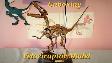 Unboxing large Velociraptor skeleton model!