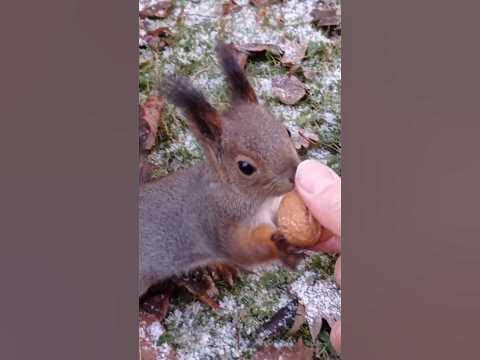Бельчата в парке. - YouTube