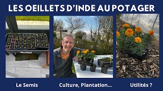 Le Semis Et La Culture Des Œillets Dinde Au Potager