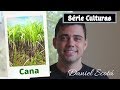 Cana de açúcar - plantio, calagem, adubação e irrigação