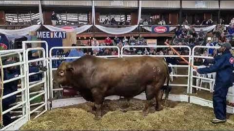 Watch: Two SA records broken at Brangus auction