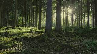 🌳 4K - Relaxing Nature Sounds For Stress Relief, Forest Sounds, Bird Song, No AI