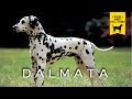 IL DALMATA trailer documentario