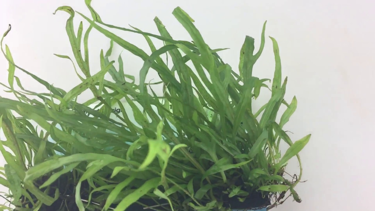 Microsorum trident 4x13cm Epaqmat