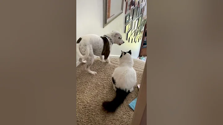 Funny Dog Becomes Scaredy Cat Around Family's Feline!