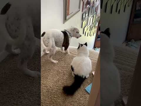 Videó: Pet Scoop: önző kutyák anyukája táplálkozhatott, macskák felébredtek a tűzben