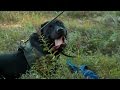K9 Units Train For Search and Rescue K9 Units Train For Search and Rescue