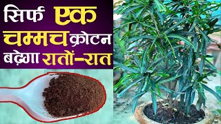 सिर्फ एक चम्मच Croton बढ़ेगा रातोंरात | Croton Plant Ko Busi Kaise Banaen | Croton Plant Fertilizer