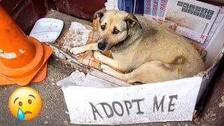 Famous 15 Rescued Animals That Will Break Your Heart Profile