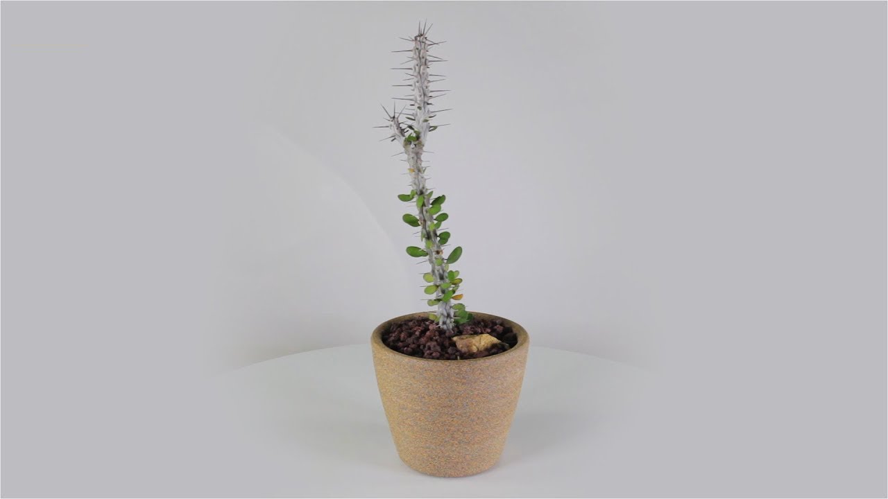 Alluaudia procera “African Ocotillo”