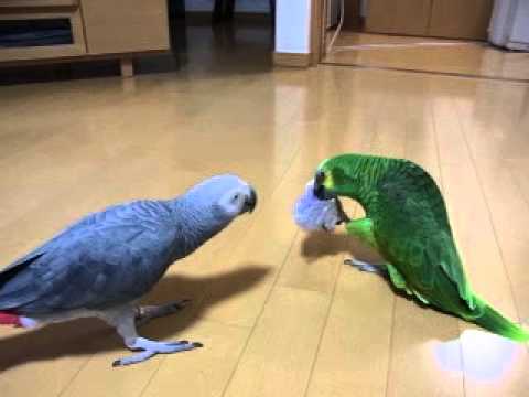 アオボウシインコのアオ子とヨウムのもっち Youtube