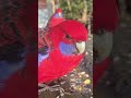2 Rosellas Owning the Seed Ledge | Relaxing Backyard Bird Moment