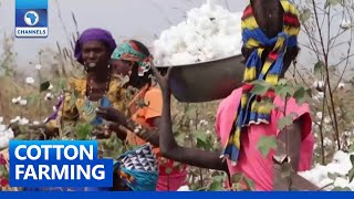 Cotton: Wet Season Farming Begin In Seven States