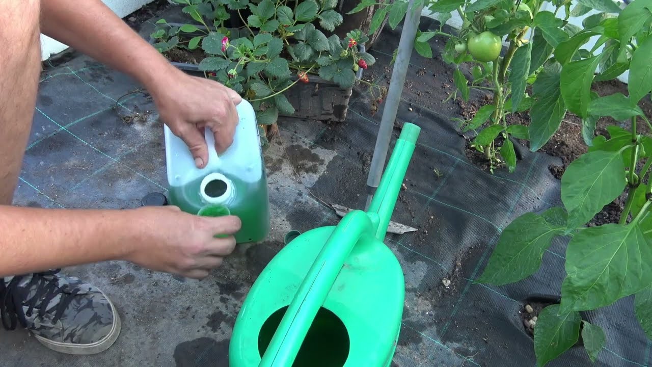 Hnojenie paprík a paradajok