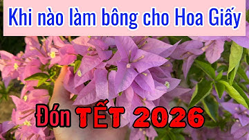 Khi nào làm bông cho Hoa Giấy đón TẾT 2026 ???