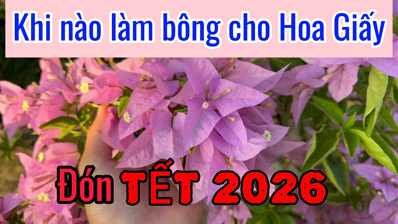Khi nào làm bông cho Hoa Giấy đón TẾT 2026 ???
