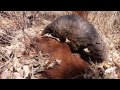 Temminck's Ground Pangolin