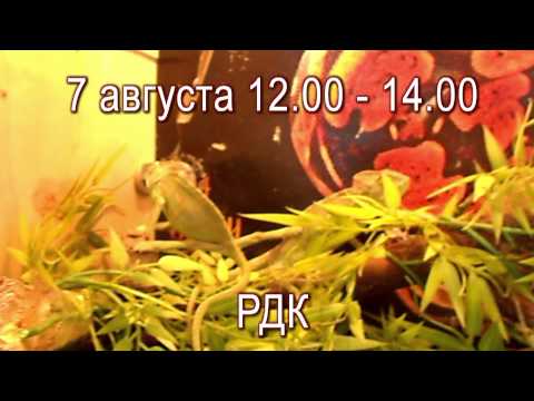 7 августа состоится выставка живых рептилий и пауков. РДК. Тетюши - медиа.
