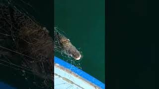 turna avı Atatürk barajı