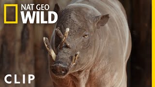 A New Babirusa Arrives at the Zoo (Clip) | Secrets of the Zoo