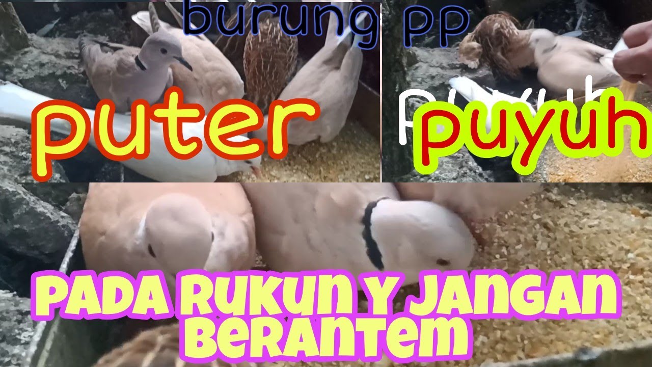 BURUNG PUYUH PETELUR - PUTER KOLONI 