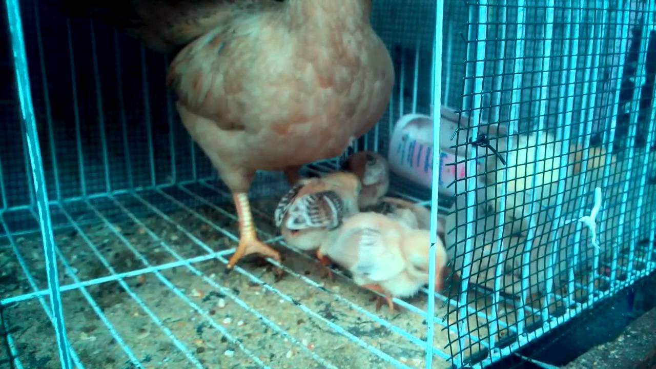 Anak Ayam Kate