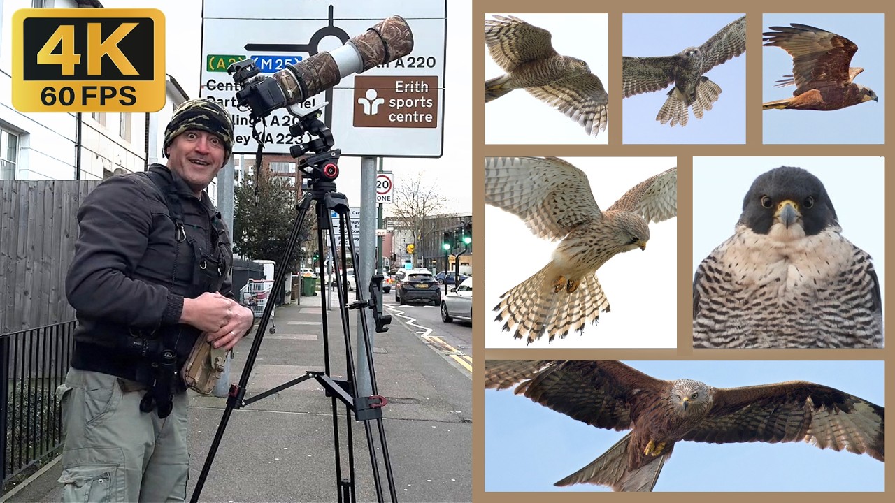 6 видов хищных птиц! Обнаружено на новом участке в окрестностях (Дартфорд, Кент). 4K 60FPS