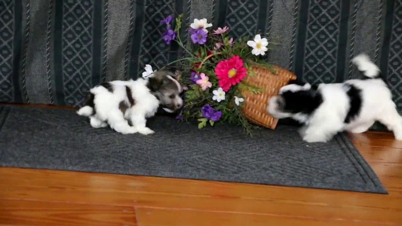 Havanese Puppies For Sale - YouTube
