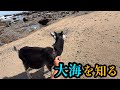 ヤギ、大海を知る。