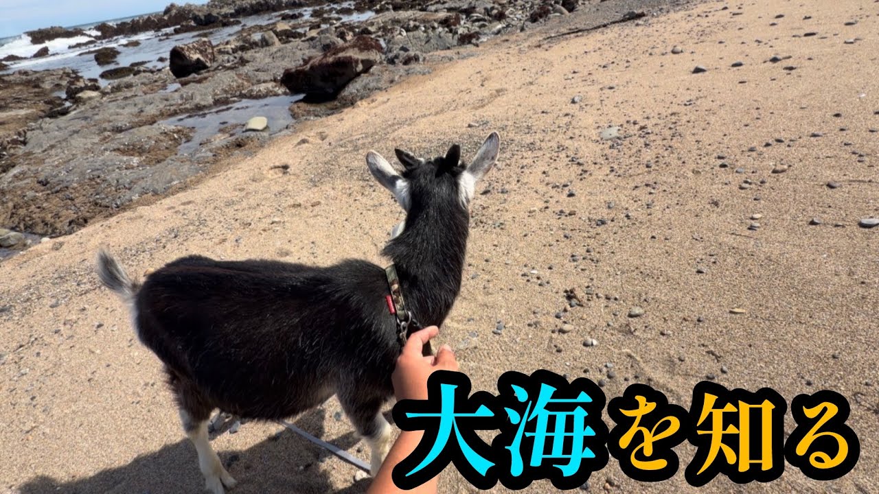 ヤギ、大海を知る。