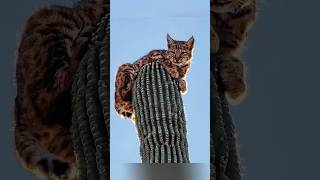 Bobcats on Cactus Nature’s Prickly Survival Strategy #shorts