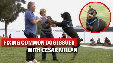 The 4 Most Common Dog Behavior Problems & How To Fix Them | Dog Nation Throwbacks