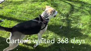 Adopt Carter!
