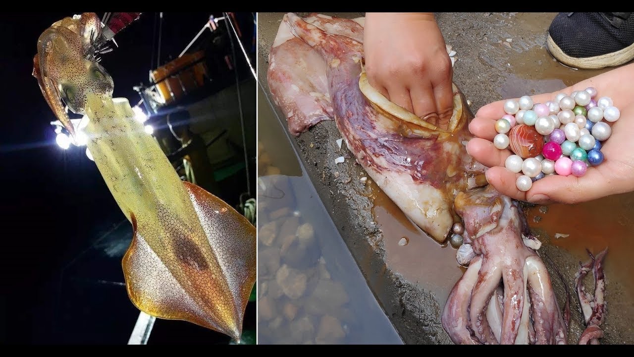 Жемчуг, охотничий морской жемчуг после тайфуна