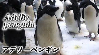 ペンギン アデリーペンギンの生態 Suicaのモデル 南極に生きる白黒のツートンカラーのペンギン Adelie Penguin Youtube