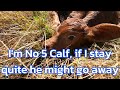 New Calves 5 Now In The Last Few Weeks Eps 251