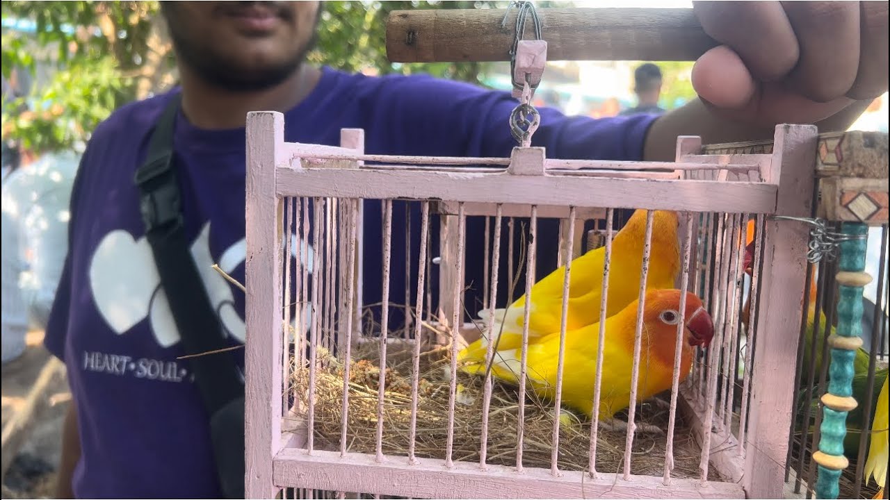 التقرير الاسبوعى من سوق السيده عائشه اسعار العصافير بارقام تلفونات اصحابهم 👍❤️٢٩ أغسطس، ٢٠٢٥