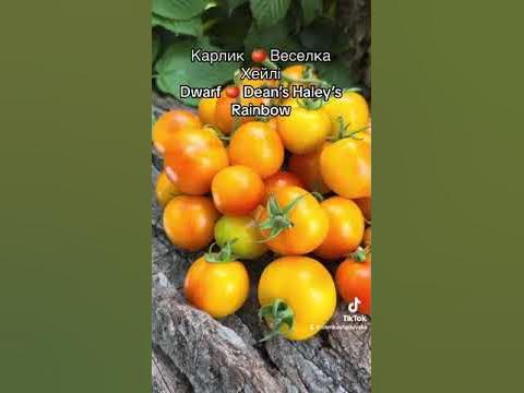 Карлик 🍅 Веселка Хейлі ( Dwarf Dean’s Haley’s Rainbow, гном Радуга ...