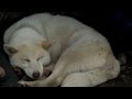 A Greenland Dog Gives Birth in the Arctic Wilderness