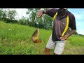 Fish hunting || Rohu fishing