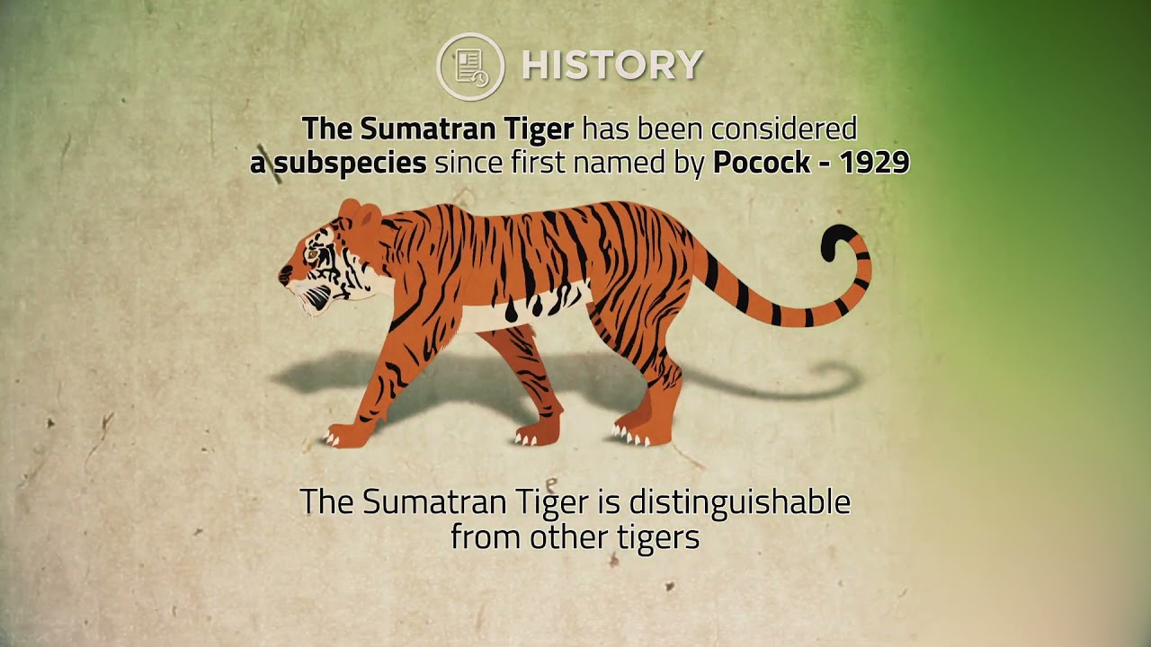 Sumatran Tiger Facts International Tiger Day Youtube